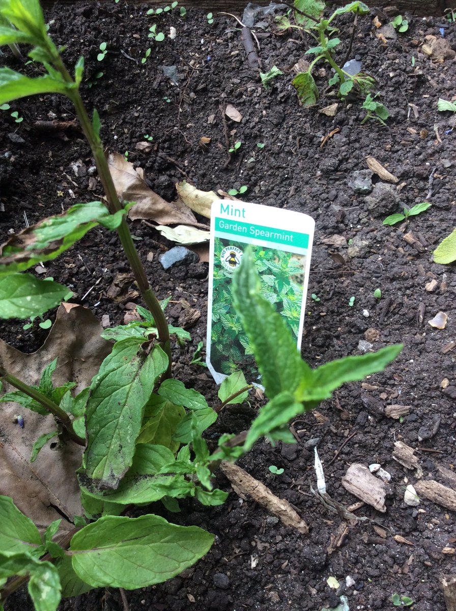 Adamsrill2b's tweet photo. Beetroot, rhubarb,mint and runner bean plants. Just a small selection of what we saw yesterday. https://t.co/NA3cL610ds