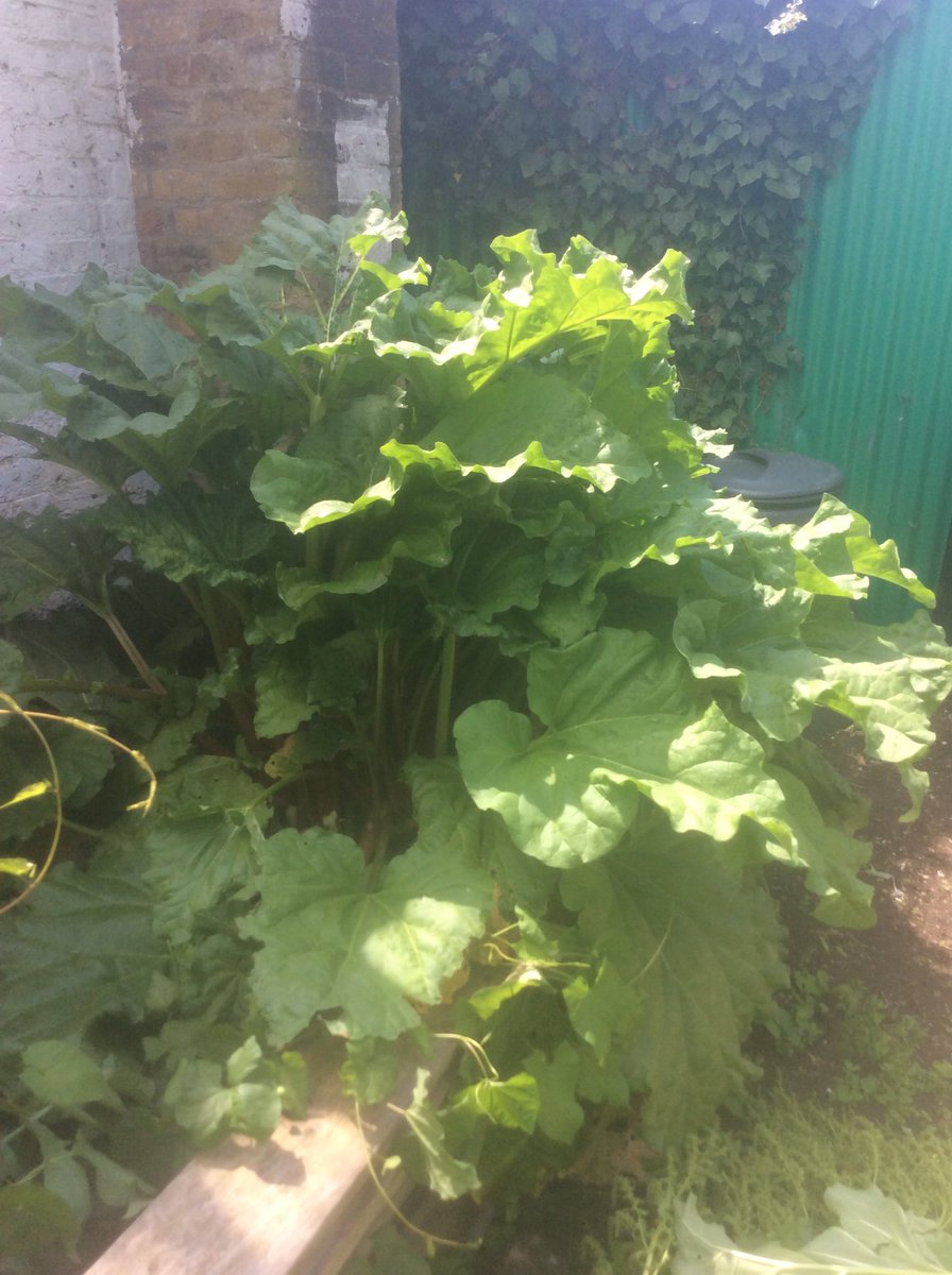 Adamsrill2b's tweet photo. Beetroot, rhubarb,mint and runner bean plants. Just a small selection of what we saw yesterday. https://t.co/NA3cL610ds