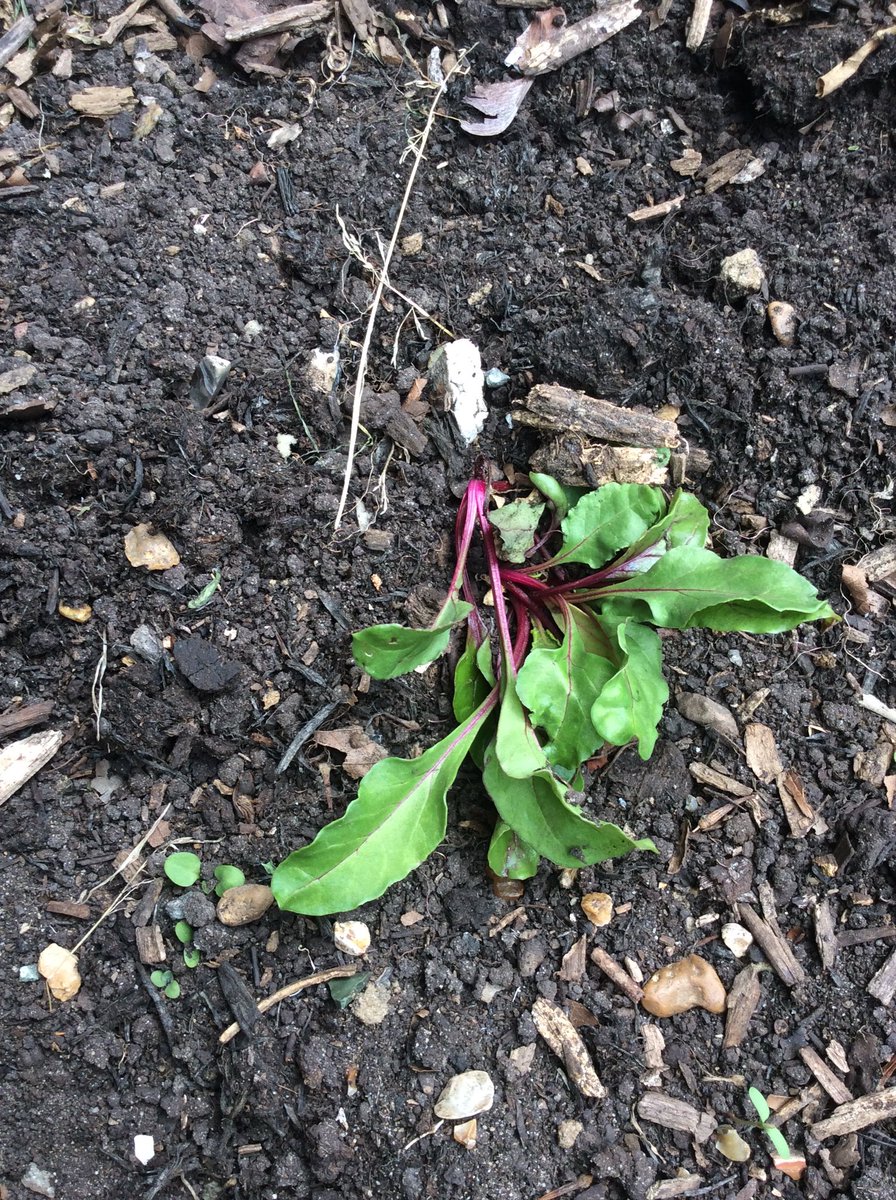 Adamsrill2b's tweet photo. Beetroot, rhubarb,mint and runner bean plants. Just a small selection of what we saw yesterday. https://t.co/NA3cL610ds