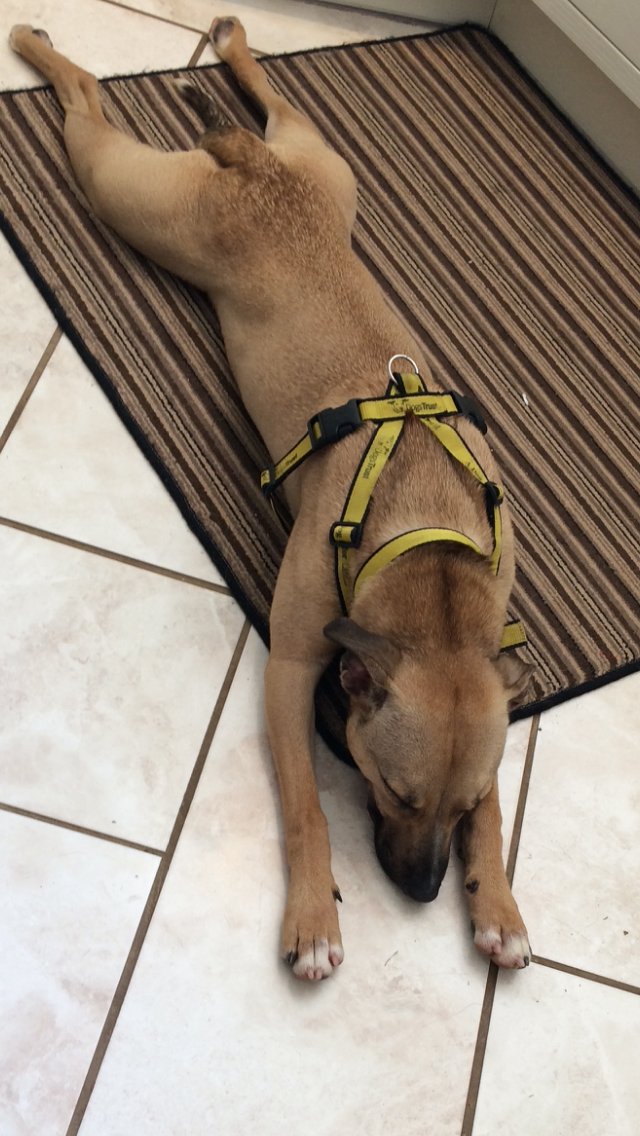 'Holmes from Home' Holmes doing well in a foster home, while he waits for his forever home. #HomefromHome #Adopt <a href="/DogsTrust/">Dogs Trust 💛🐶</a> #Rescuedog