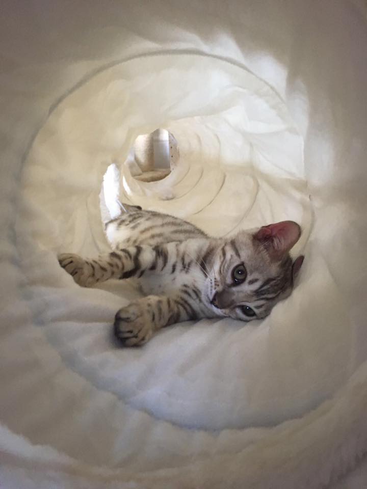 easipetcare's tweet photo. Happy #Caturday ! Meet gorgeous  'Ziggy' entered into our #petcomp by owner Sarah Johns <3 Adorable #kittycat ! #epcpom #pets #catlovers https://t.co/ewth0TUsCO