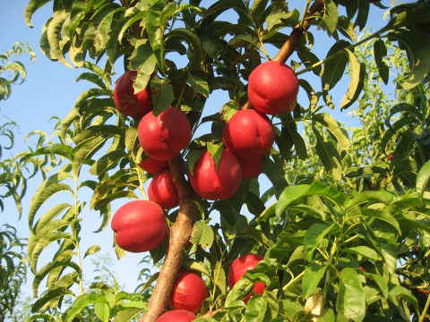 RevistaMercados's tweet photo. Con #Provedo descubrimos una nueva relación entre #obstentor y #productor #frutadehueso #Ed131 https://t.co/EmpBRuhPJs https://t.co/tVB1lFY4yo