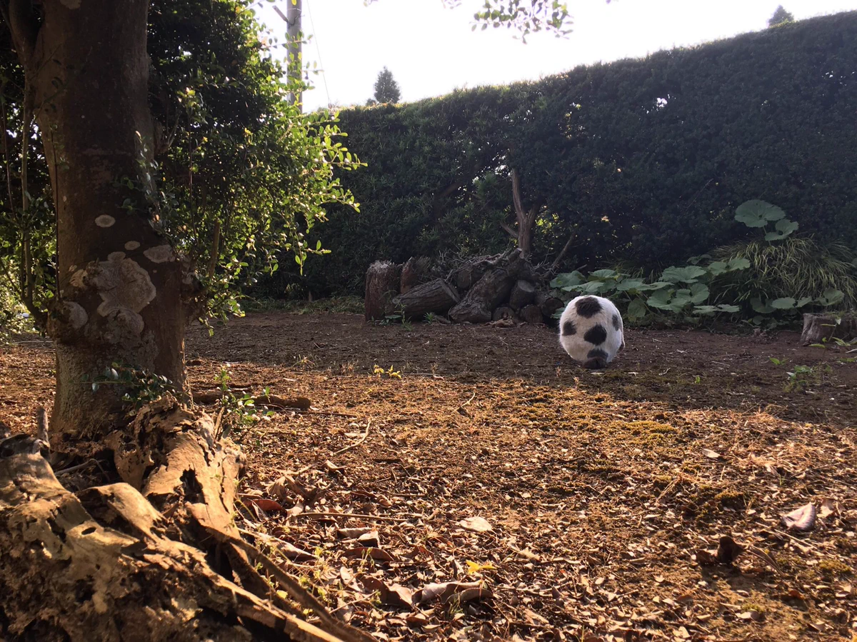 あれ？ふわふわのサッカーボール？実はサッカーボールじゃなくて猫だったww