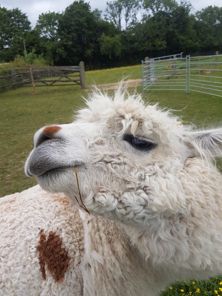 Alpacas4all's tweet image. This is the expression on Eron the #llama face when having a #backscratch