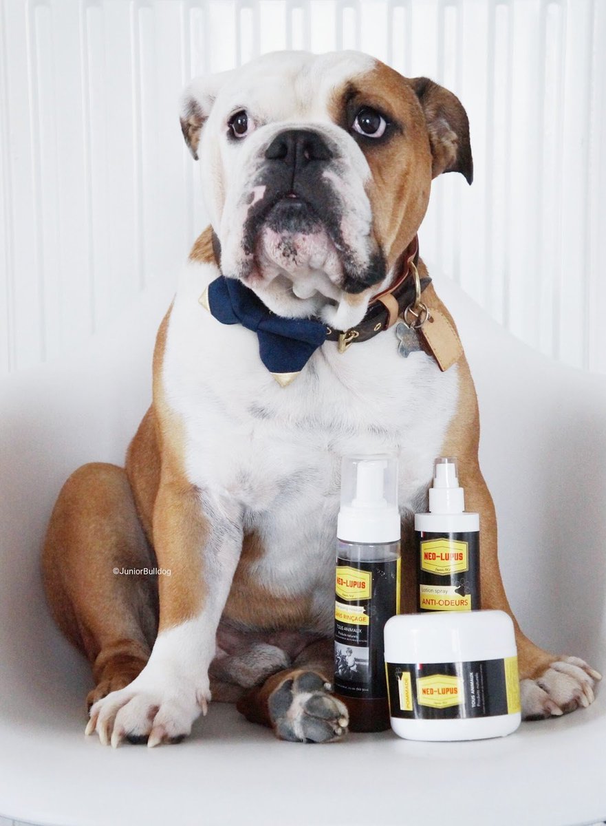 #FF <a href="/juniorbulldogof/">Junior Bulldog</a> ! Une bouille à croquer, découvrez son blog : unanglaisdanslaville.com et ses derniers tests ;-)