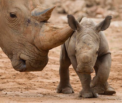 sirmusaley's tweet photo. #EyesonRhinos #RhinoFriday #HelpMeLive #stoprhinopoaching They hv a right to live. Rhinos r not medicine. if they are, use your finger nails https://t.co/Cx4At1HFT0