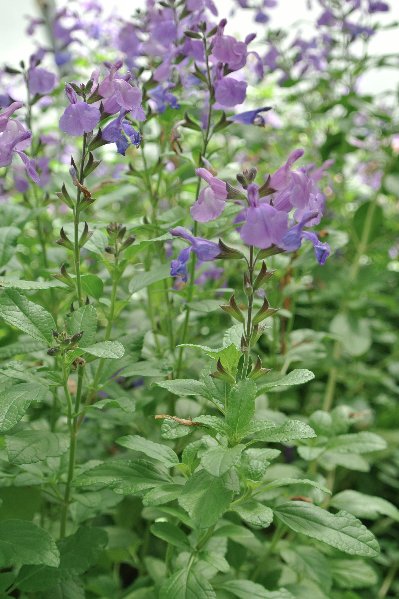 PlantBuddies's tweet photo. #Salvia #DillyDilly is soo good they named it twice 😆  #PlantOfTheWeek https://t.co/E6qUXTCV8N