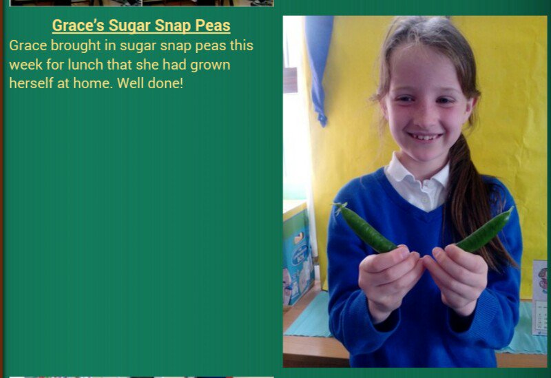 Grace's Sugar Snap peas that she grew herself at home.
For more check; castletownshendns.ie/pupil-s-work.h…