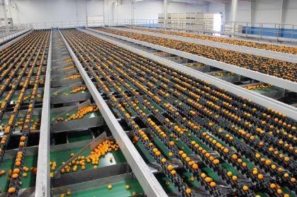 poscosecha's tweet photo. 🔝🔝Interesante! Las líneas de #FowlerPacking de @Compacsort embalan más de 450.000 mallas de #cítricos por día 🍊🍊🍋🍋 https://t.co/RA1RMrD8FZ https://t.co/3uxeEnPuvi