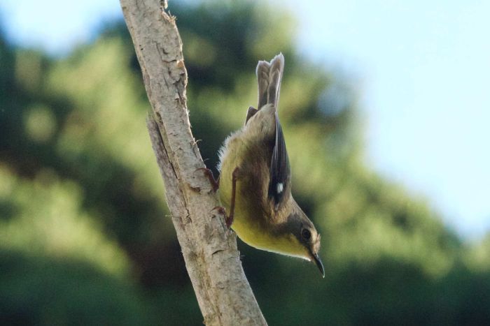 birdwriter's tweet photo. King Island #Scrubtit - Critically #Endangered - less than 50. Read latest: https://t.co/CO6p3UnofA & Recovery Plan: https://t.co/0iuvMqCFR4 https://t.co/wgdGThuPIy