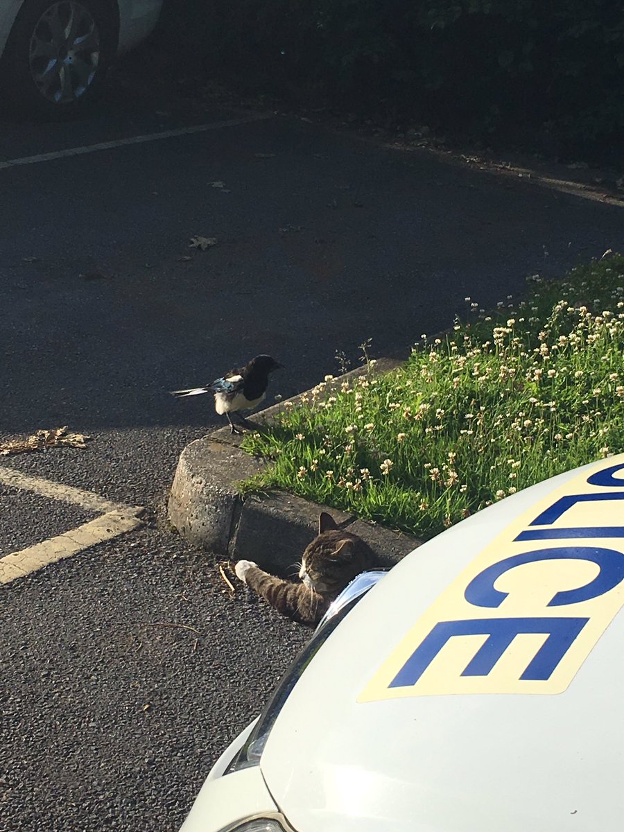Ivybridge and Rural Police tweet media
