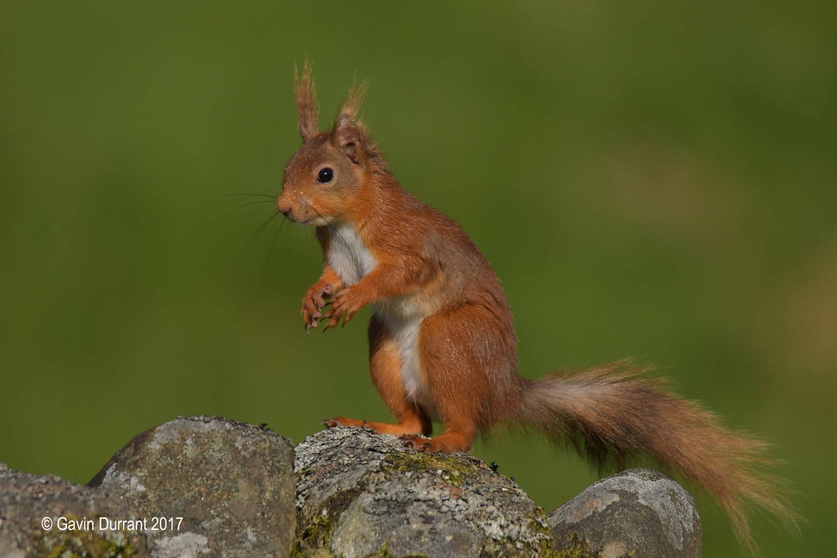 wildlife_news's tweet image. June photo competition- entries so far: 
wildlifesightings.co.uk/photo-competit…