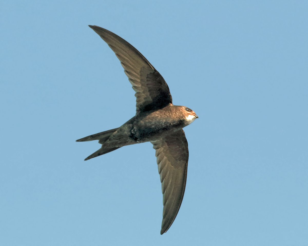 wildlife_news's tweet image. June photo competition- entries so far: 
wildlifesightings.co.uk/photo-competit…