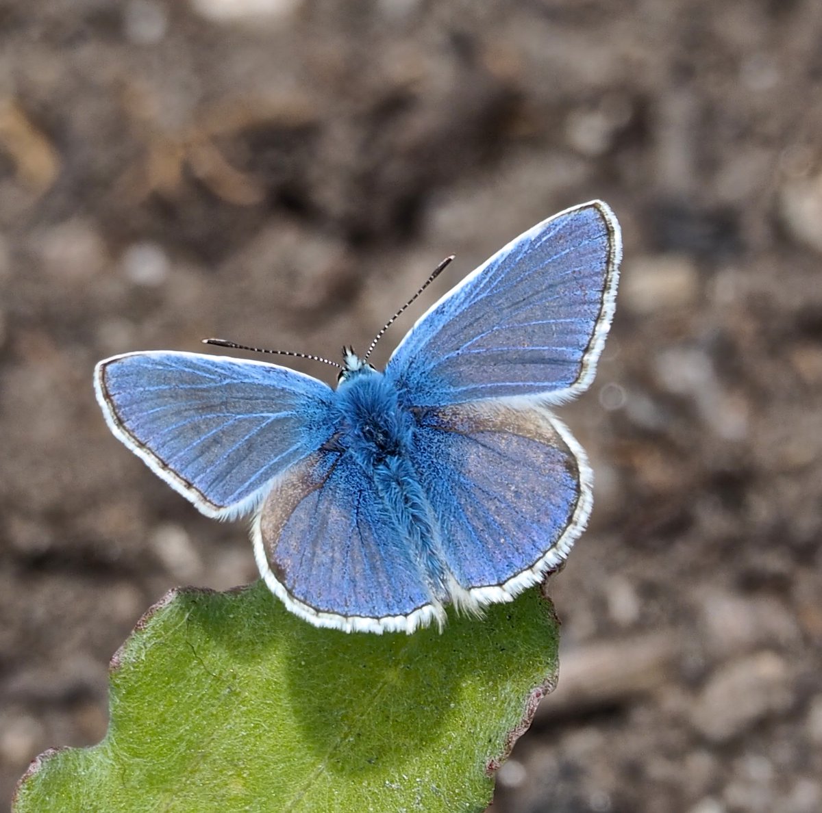 wildlife_news's tweet image. June photo competition- entries so far: 
wildlifesightings.co.uk/photo-competit…