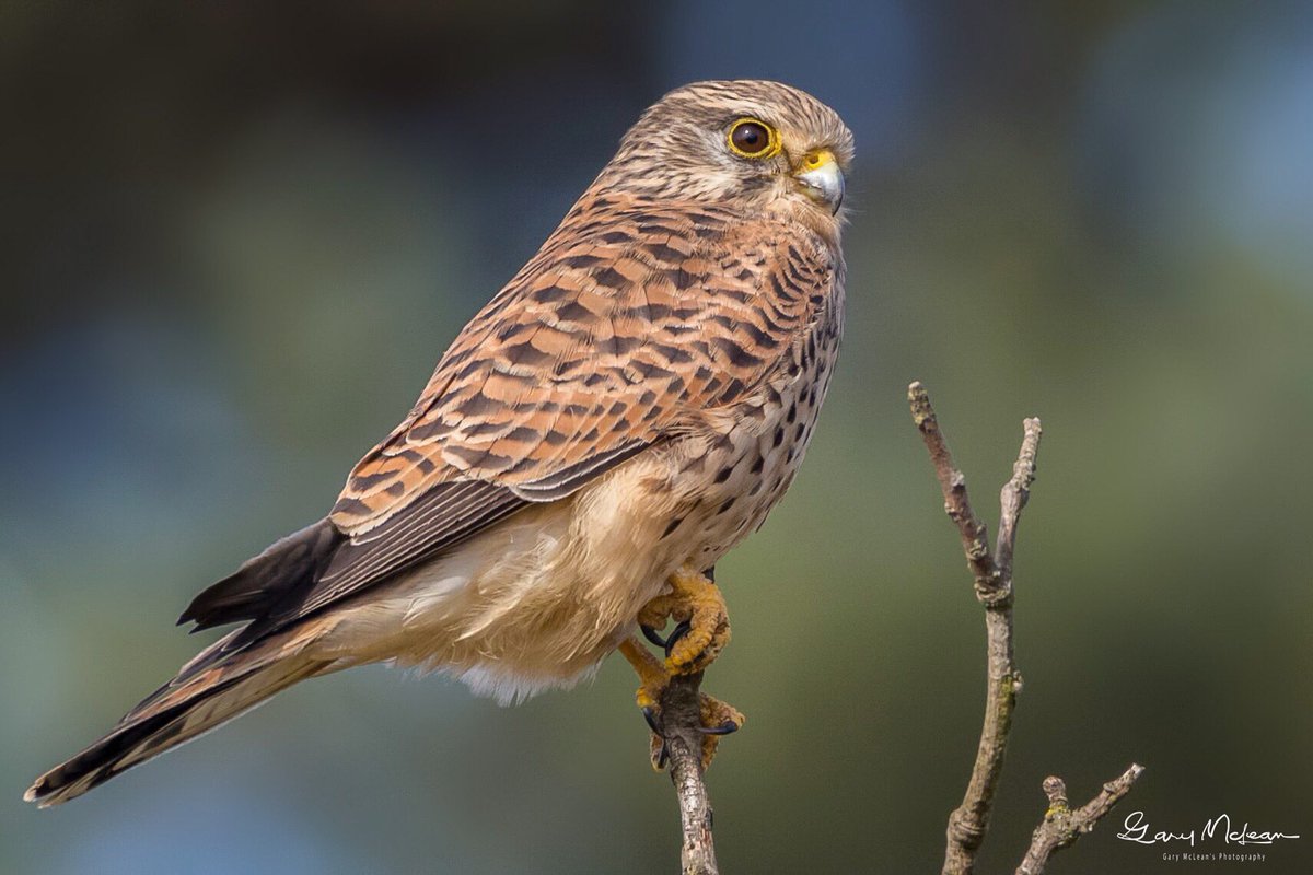 wildlife_news's tweet image. June photo competition- entries so far: 
wildlifesightings.co.uk/photo-competit…