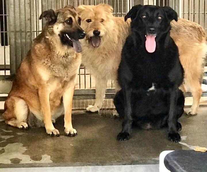 rickygervais's tweet photo. So many lovely pets are waiting in rescue. Please visit your local shelter this weekend &amp; help save a life. #adopt @pupaid https://t.co/Ph3SEqZ5Uz