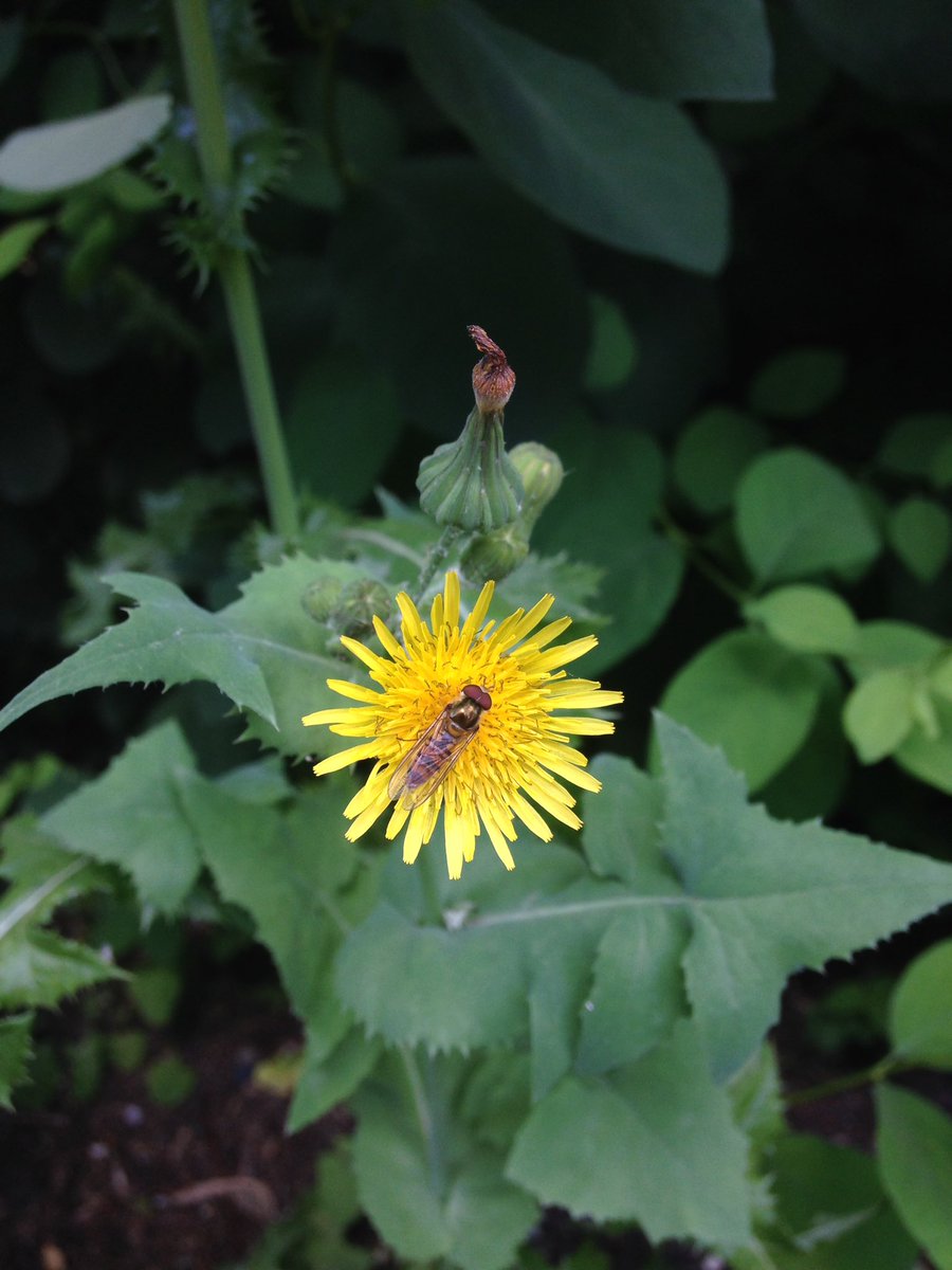 Day 16/ #30DaysWild: spotted this male marmalade hoverfly (Episyrphus balteatus) on sow thistle #summertime