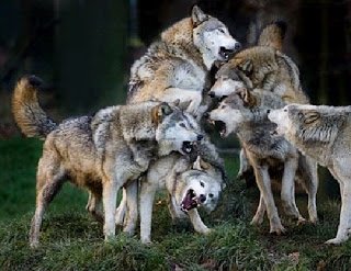 Importante victoria anoche vs @EskombrosFIFA  en @FifvEspana  donde seguimos dando guerra en los puestos de arriba, a seguir así equipo!!!