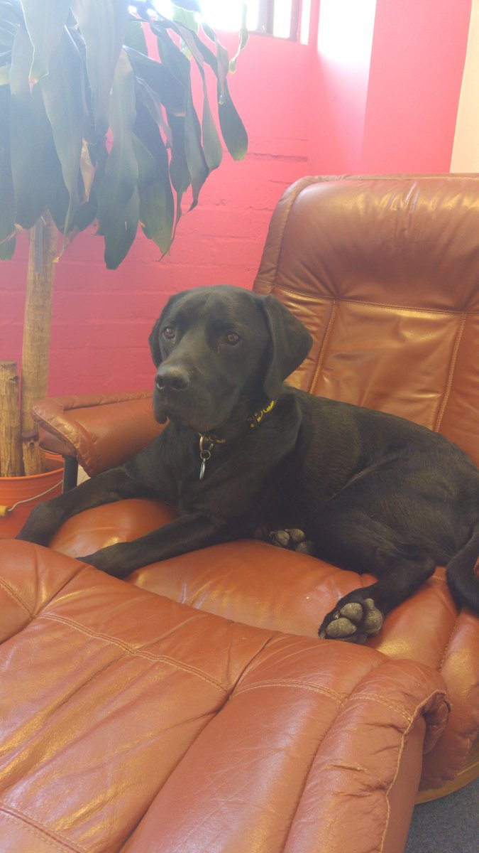 Justenoughgroup's tweet photo. Buzz is ready to get going in our new meeting room! #DogBoss #InCharge #SeriousMattersToDiscuss https://t.co/7WoCaJ4nnA