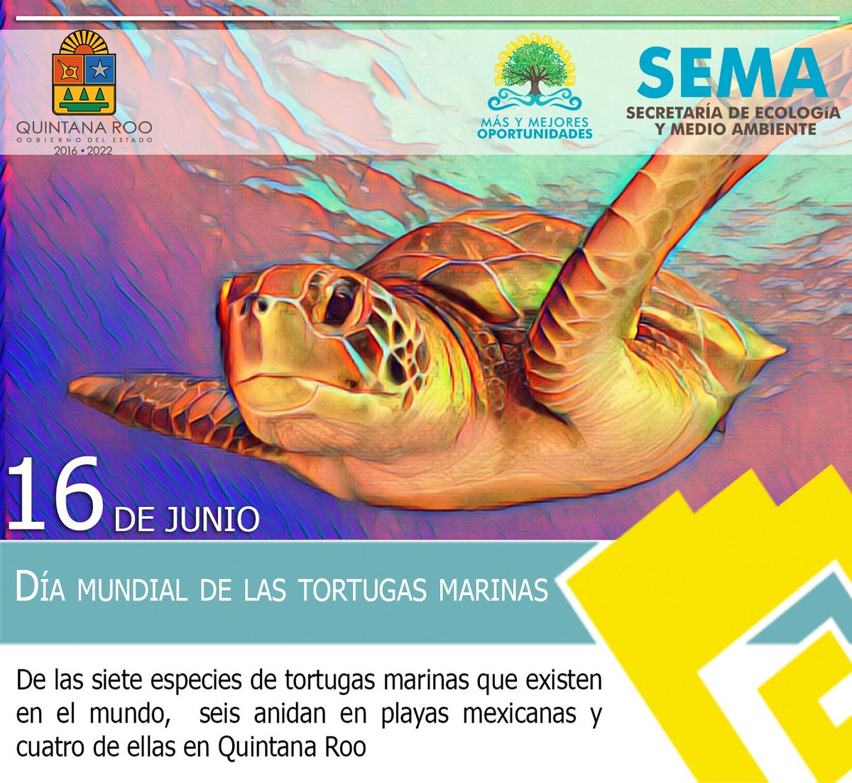 Semaqroo On Twitter Celebremos Cuidando Dia Mundial De Las Tortugas Marinas