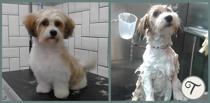 TailsatSeaham's tweet photo. Bobby was such a well behaved #puppy for his #first #groom at #Tails. He is a 6 months old #Poochon 🐶 We'd love to have you back Bobby! #NE https://t.co/YcvyPWYBy1