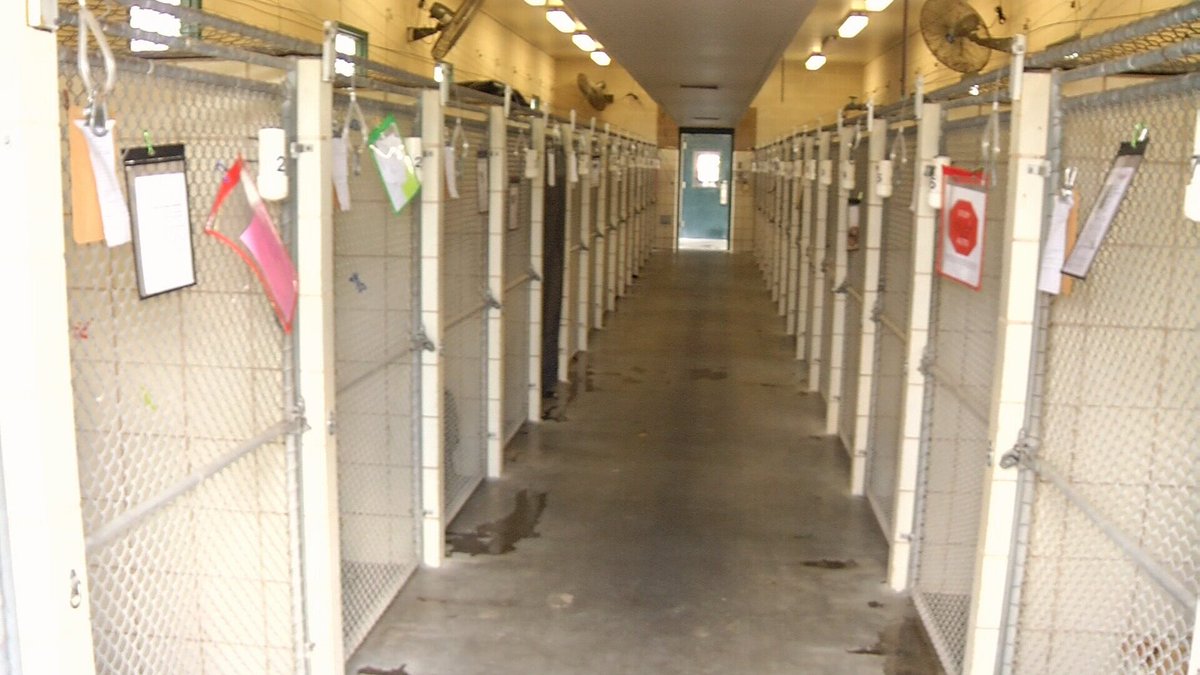 KRIS6News's tweet photo. Beginning in September, Texans could face up to 20 years in jail if they cause a serious bodily injury to an animal 
https://t.co/R1jicFndjA https://t.co/pFNftj7kzi