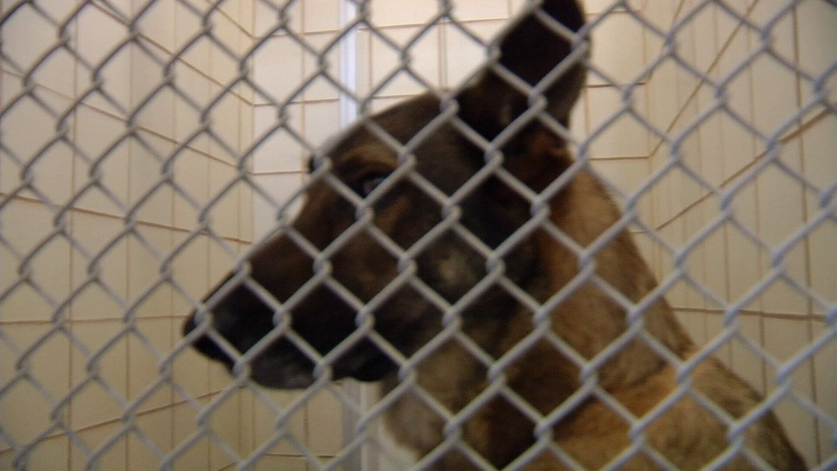 KRIS6News's tweet photo. Beginning in September, Texans could face up to 20 years in jail if they cause a serious bodily injury to an animal 
https://t.co/R1jicFndjA https://t.co/pFNftj7kzi