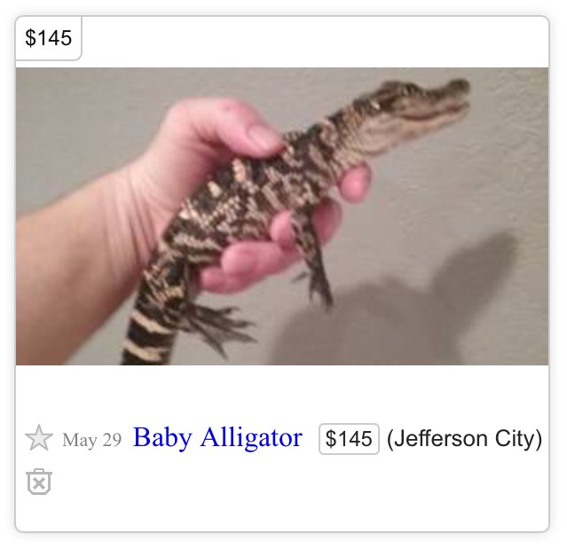 evanStageRight's tweet photo. This is currently posted on Craigslist under "musical instruments." #WTF #JeffersonCity #Gators #HowDoIPlayThis https://t.co/cg3aOmEKxu