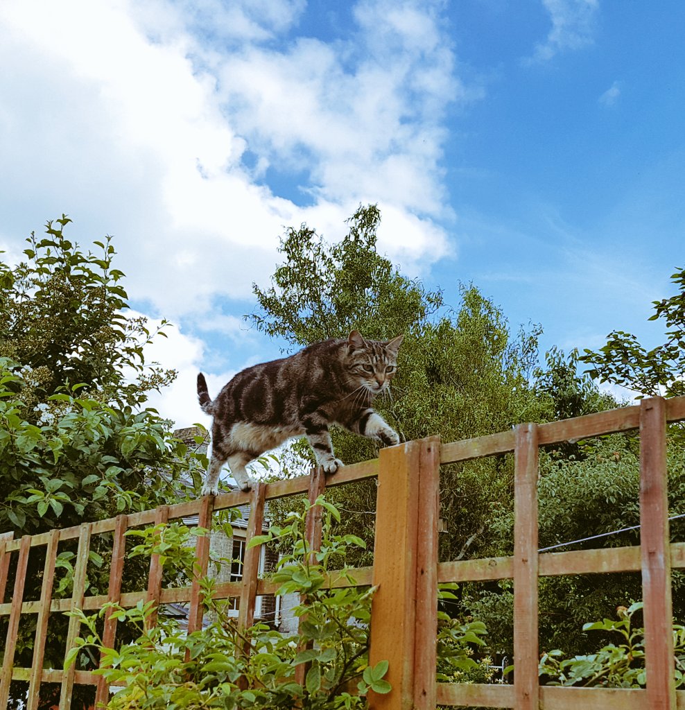 MrsBthefatone's tweet photo. This is how you sneak into a top secret facility!...stealth training on the garden fence. #Ninjaskillz #balanceskillz #CatsOfTwitter #cats https://t.co/ZYfxpwTBDE
