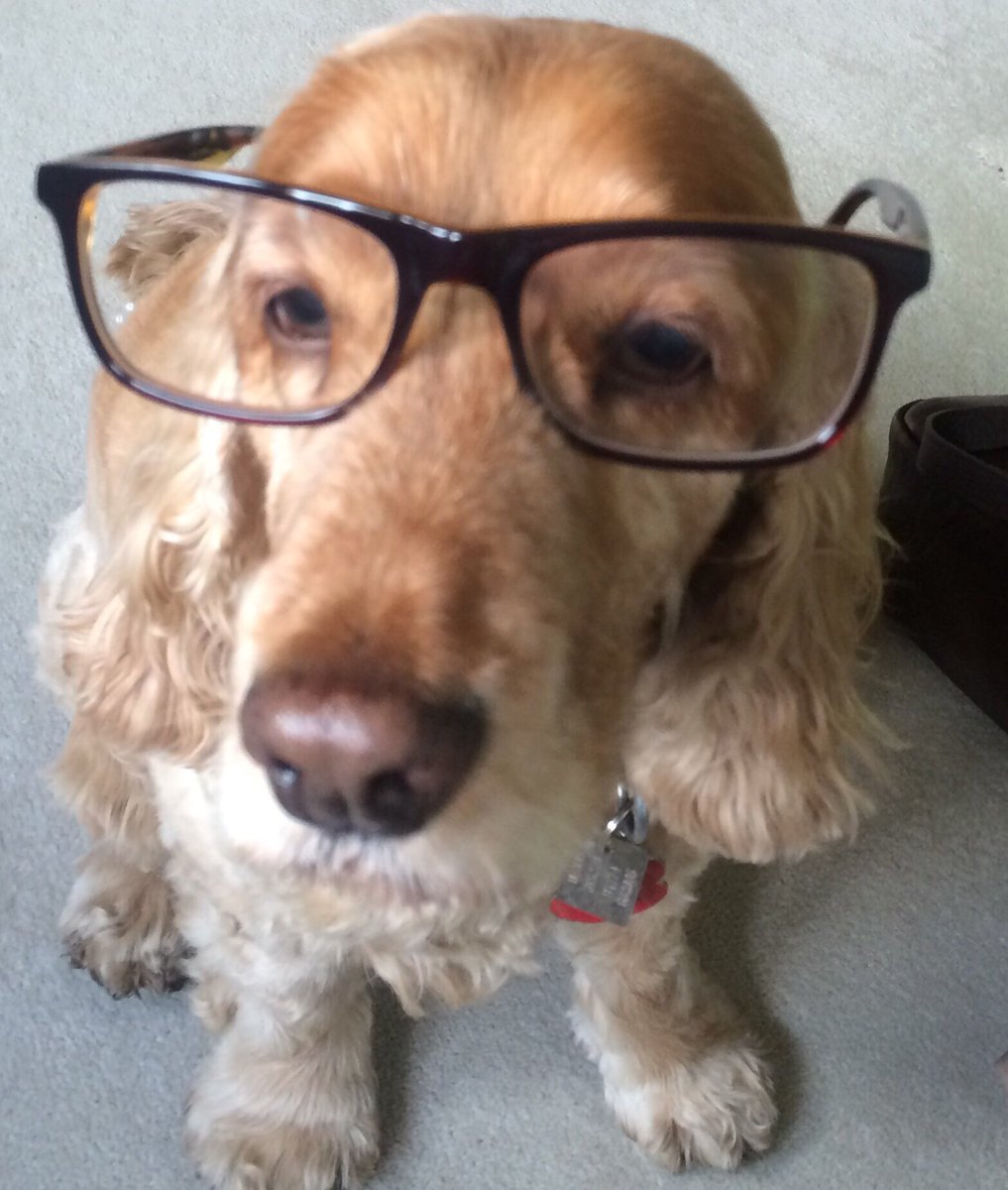 AGrant_IT's tweet photo. Poppy is getting ready to critique my #presentation for the @sciware Annual User Conference next week #swlconf - looking forward to it.... https://t.co/oRxomjgwqK
