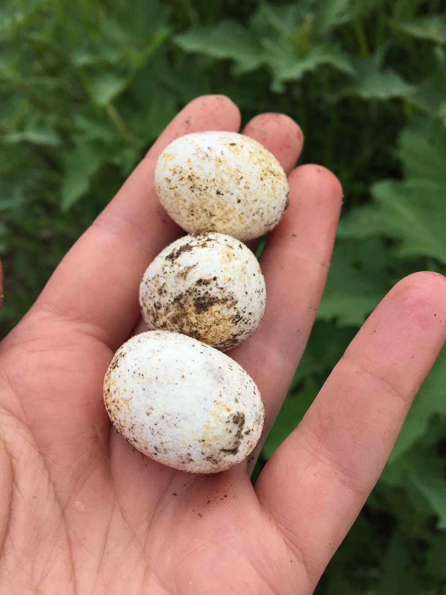 LKluber's tweet photo. Found these reptile eggs while tractoring today. Any way to ID? What do we do with them? @AlongsideWild https://t.co/OebCPD6d7R