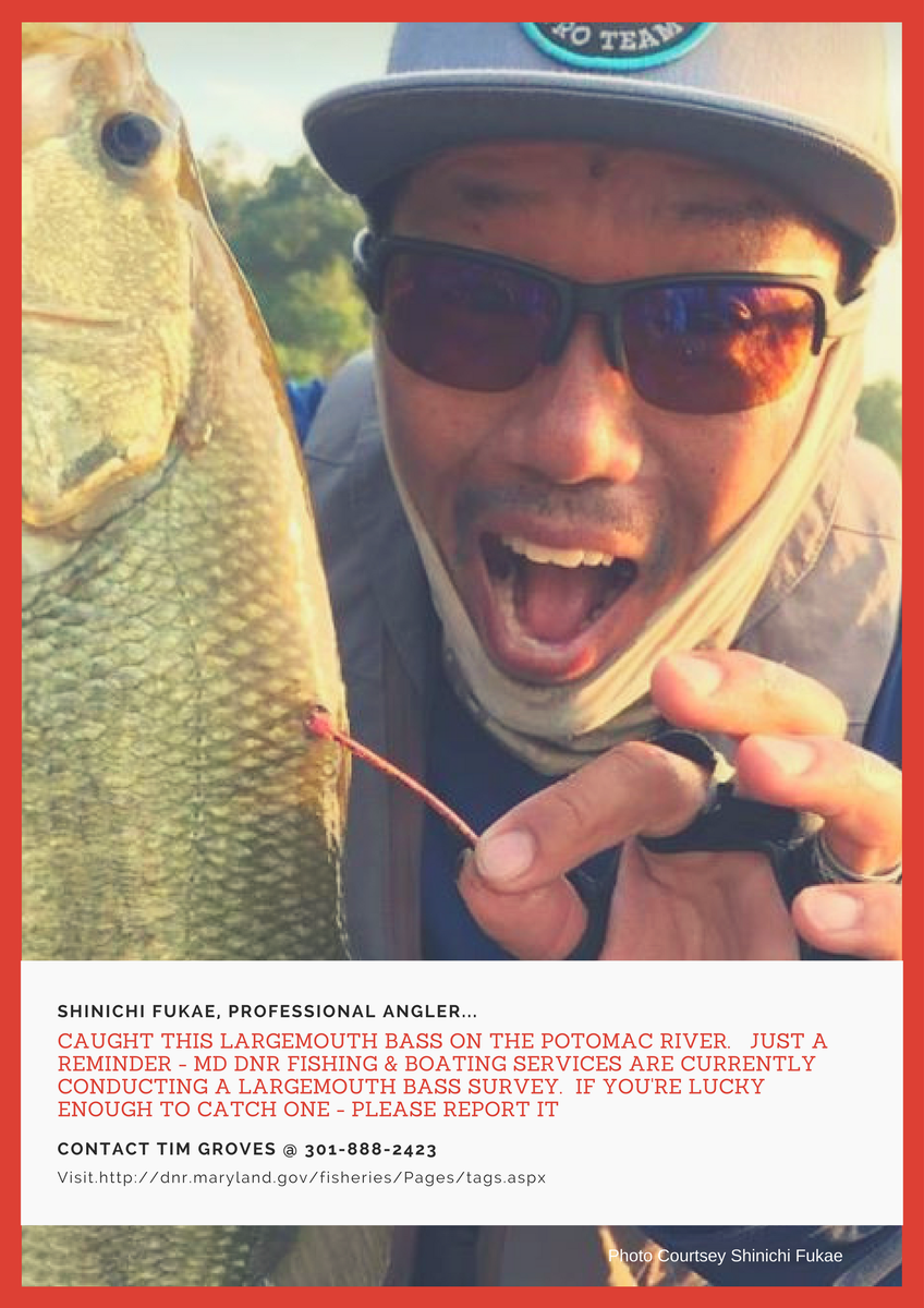 MDDNRFISH's tweet photo. Catch - record - release
Largemouth Bass tag survey underway https://t.co/uC53j96kLz