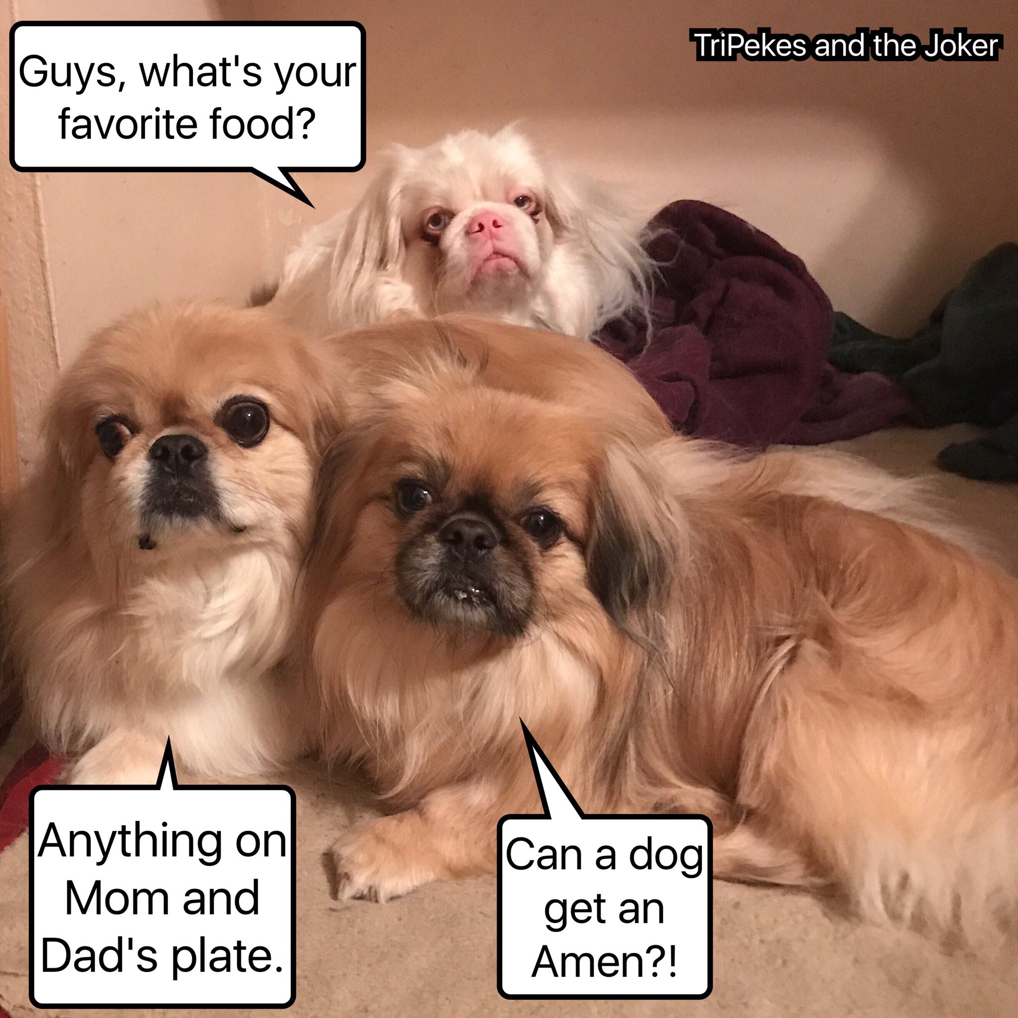 Funny pekingese cheap