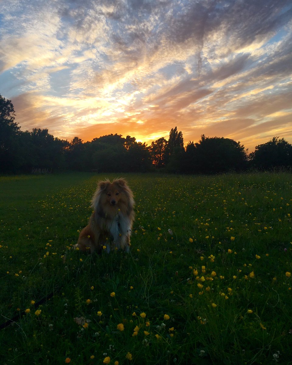 SchubertSheltie's tweet photo. Gorgeous skies last night for walkies!🐾 https://t.co/ZBobWx3sVw