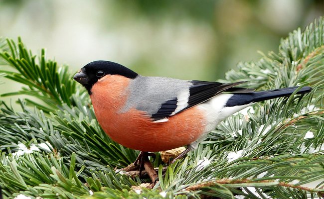 Jardiniers's tweet photo. Le Bouvreuil (Pyrrhula pyrrhula), l'oiseau discret au ventre rouge https://t.co/ybla5HqL9B https://t.co/e5wvSboNIM
