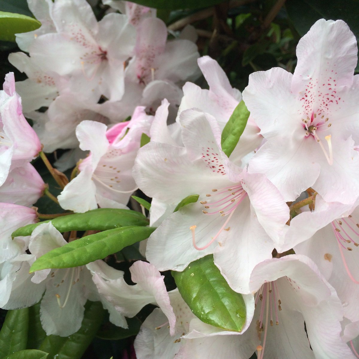 florabflowers's tweet photo. Pretty pale pink rhododendron https://t.co/fbJMT6p6LP https://t.co/1v2lqzAGQ6
