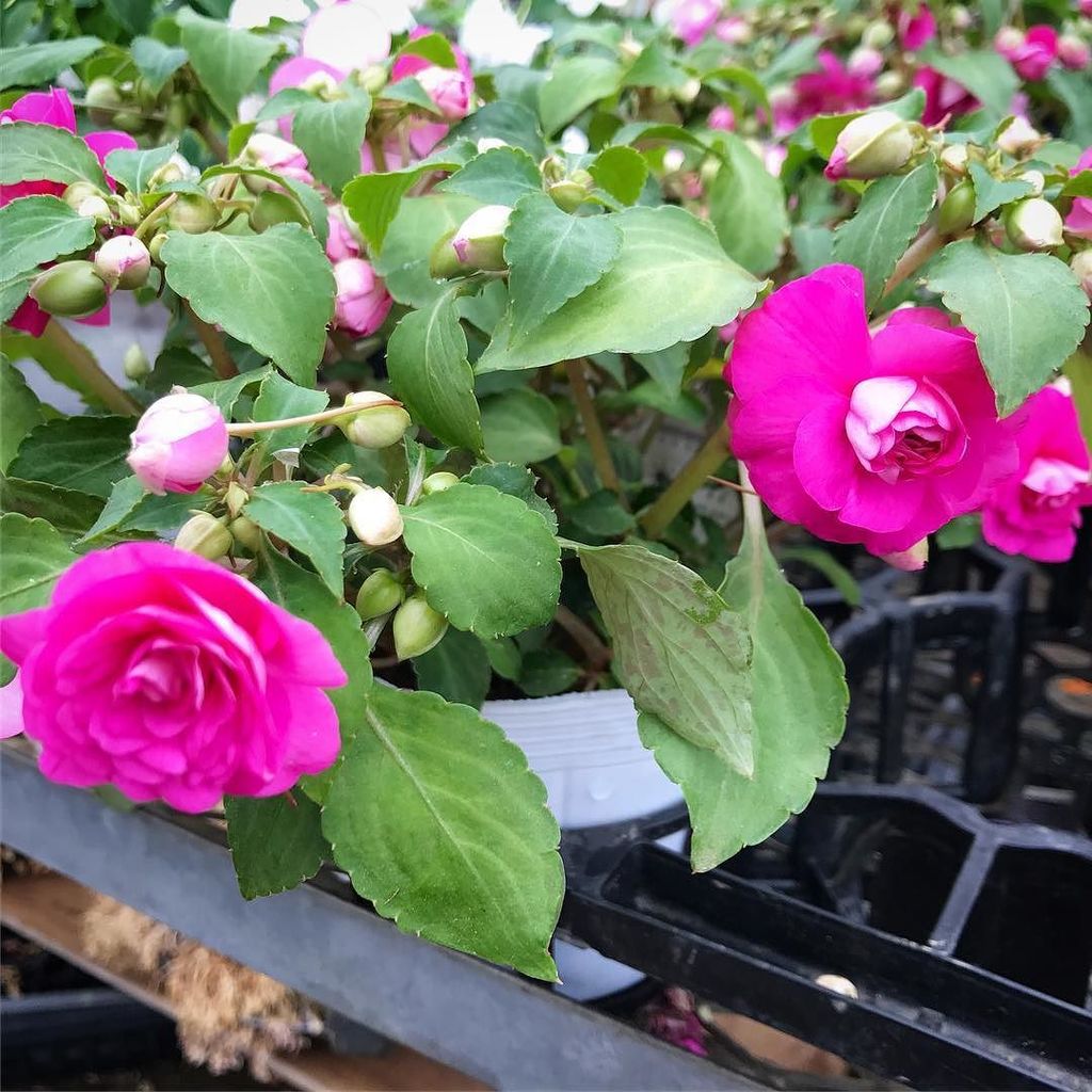ট ইট র Cottonsnow 路上発見家 先日ハウスで見かけた 八重咲きのインパチェンス 花びらの重なりとマゼンダピンクが美しい 薔薇みたい 花 インパチェンス 八重咲き Flower Impatients 花言葉 は 豊かさ 鮮やかな人 T Co 5rxwjnzkqg