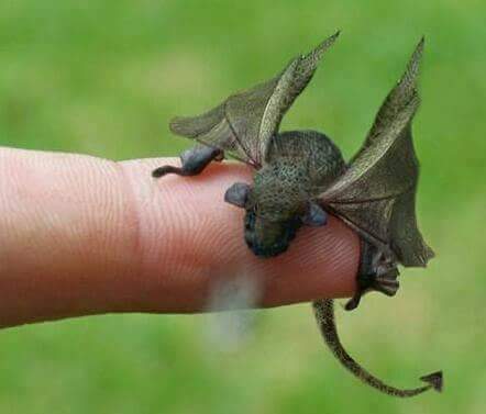 NorthWalesRC's tweet photo. For those coming to Snowdonia. Its Draig (Welsh dragon) hatching season. If you see one dont pick it up and they will burn you. 😁 https://t.co/OKpn00Lq0H