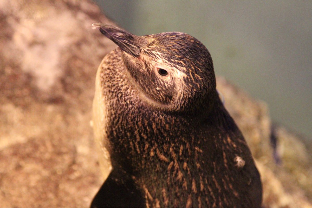 すみだ水族館 公式 今日6月16日はふうりんの誕生日 生まれたとき100gだった体重は 今では3kgに 来週には赤ちゃんがプールデビューし ふうりんもついに先輩になります ふうりん おめでとう O O