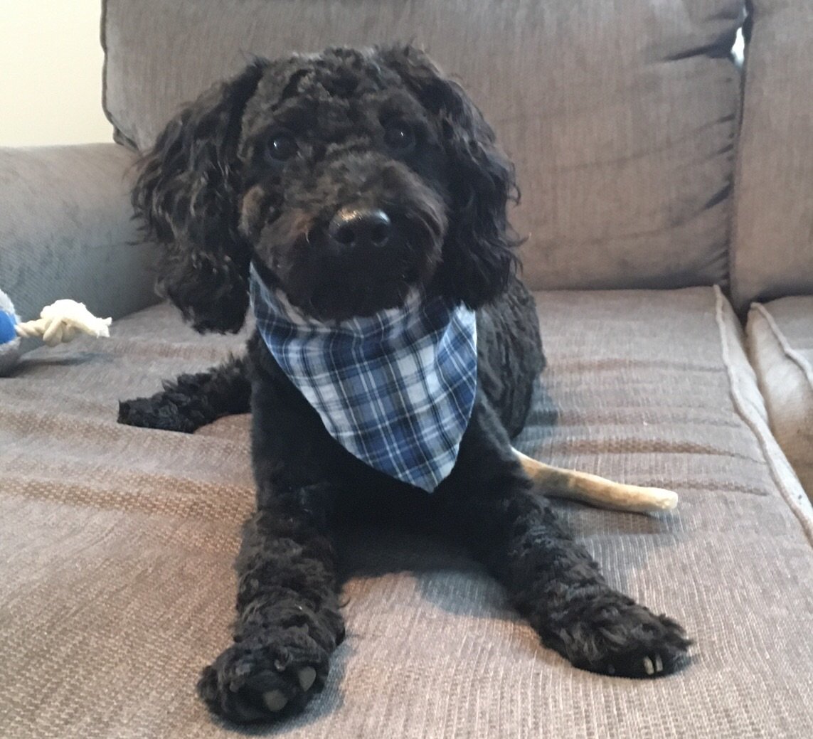 MarlaB1981's tweet photo. My puppy is wearing #plaidfordad in support of #prostatecancercanada. How are you showing your plaid today? https://t.co/suH3fhEnHK