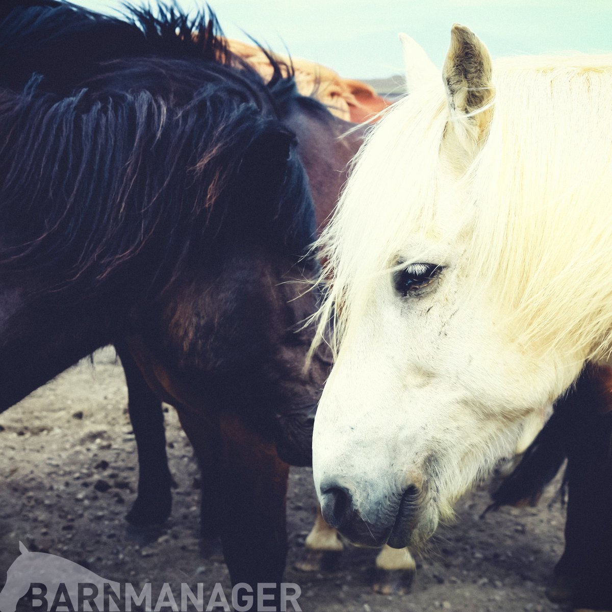 BarnManager1's tweet photo. Its FRIDAY! Go spend some time with friends! #BarnManager #BarnManagerApp https://t.co/vvUvHTTgFm