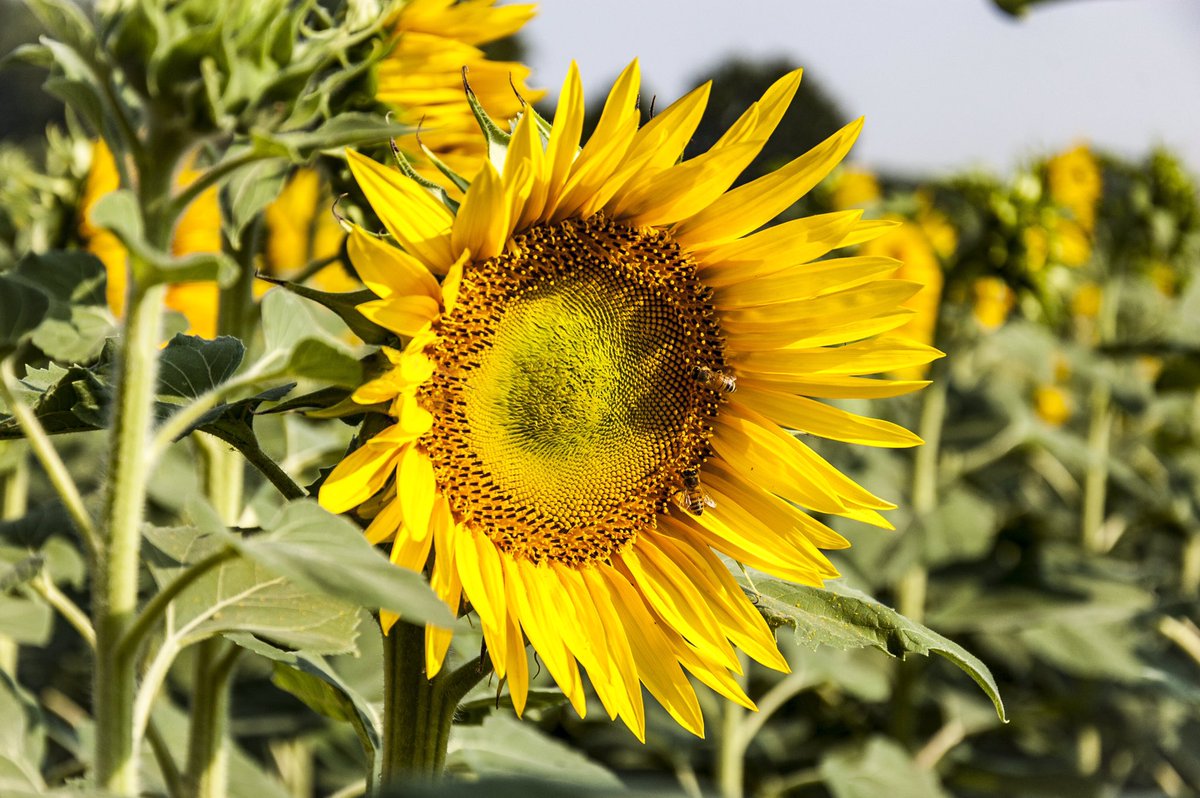 kaospht's tweet photo. "il girasole è in qualche modo mio." Cit.Vincent Van Gogh / Ph. ©Samuel Di Berardino #Kaospht #naturaleza #girasoli https://t.co/64bJSik3ih