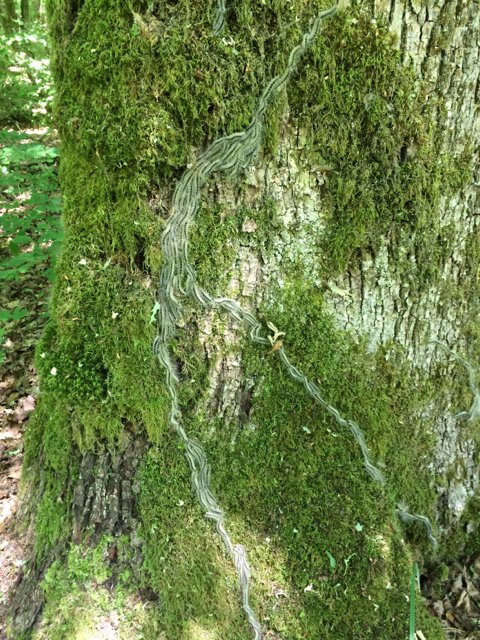 pascal_frey's tweet photo. Preparing the field trip for the #regefor2017 workshop (2/2): #Oak #processionary #moth in the nearby Amance #forest
https://t.co/IrOaJGATkc https://t.co/GjLYZ8IIFS