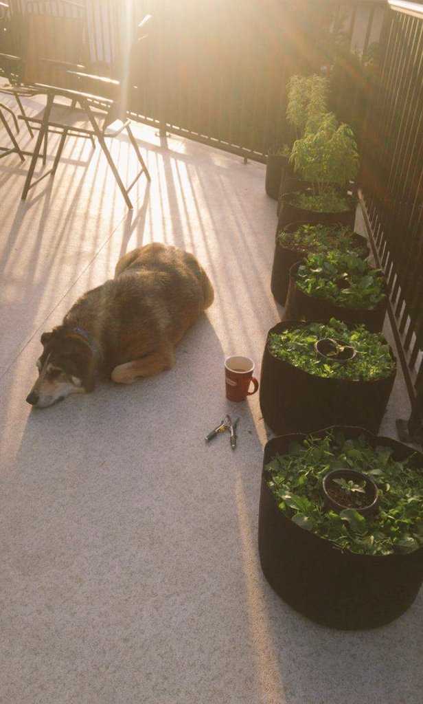 ElevatedBD's tweet image. Last few moments of silence this mornin... Weed whackin' some cover crop 👊