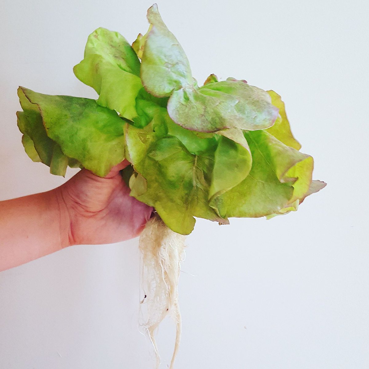 Cheers to Friday! #indoorgrown #lettucehead #verticalfarming