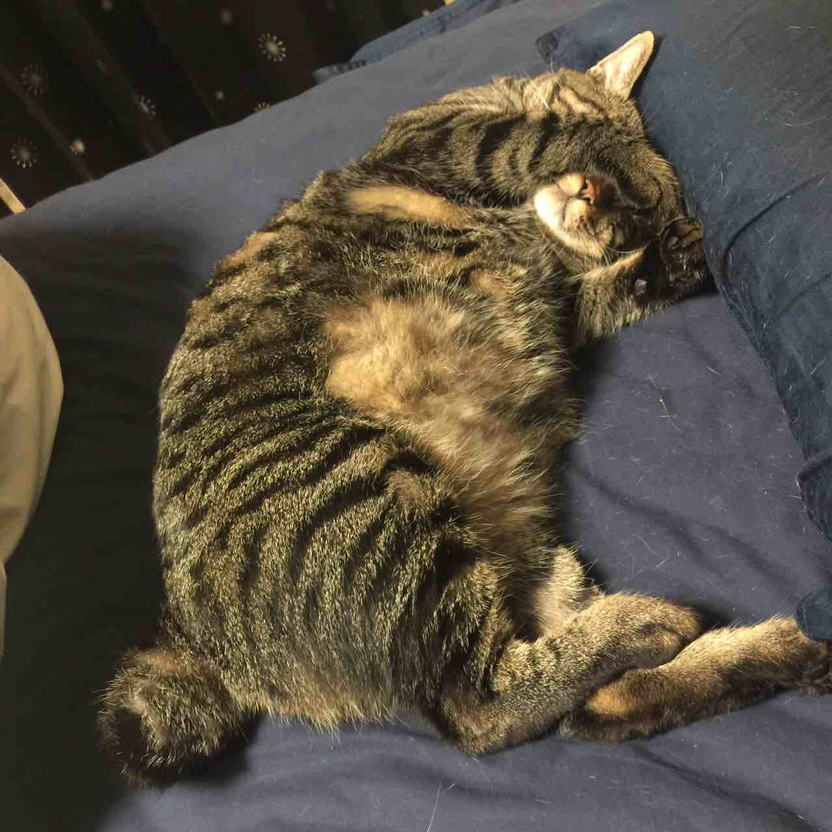 とらちん トラちんから送られてきたぎんぎんの画像。かわいい以前に俺のベッドが