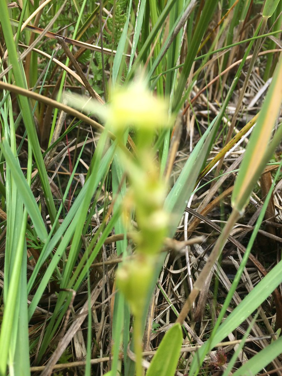 #natuurschouw #nieuwkoopseplassen #n2000 zeldzaam mooi #groenknolorchis vetcool