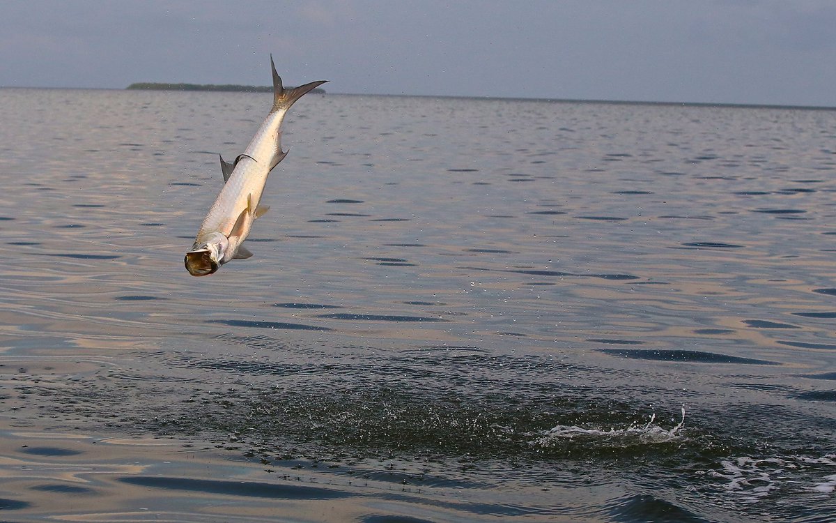 silverkingstv's tweet photo. Juvenile delinquent
β’
β’
β’
#silverkings #tarpononfly
#littleguys #floridabay #fishthelegend #builtforthewild #seadeked #divein https://t.co/nJ7LoPuD7g