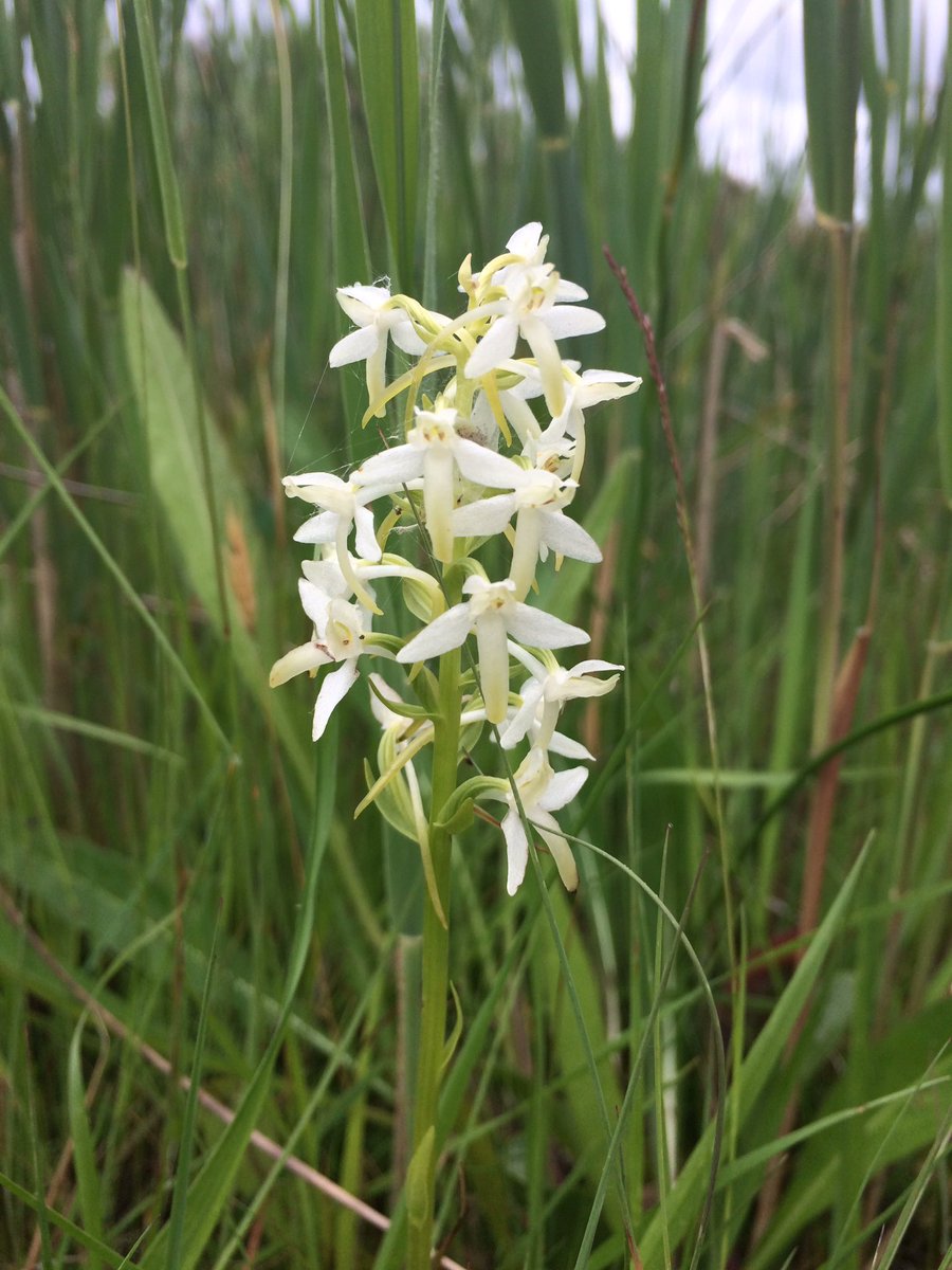 #natuurschouw #n2000 #nieuwkoopseplassen #welriekendenachtorchis aaibaar en mooi