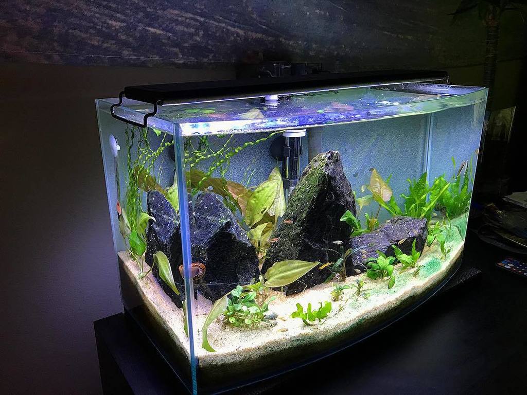 AquariumFan's tweet image. The mini jungle

#apistogramma #plantedtank #aquascape #aquarium #freshwater #fishofinstagram #nature #instagram #… ift.tt/2sGk7d6